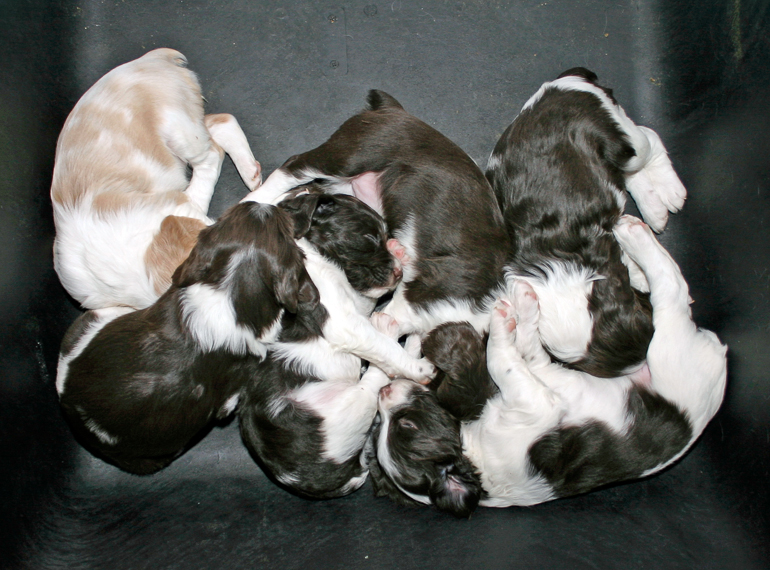 Maddie's First Litter