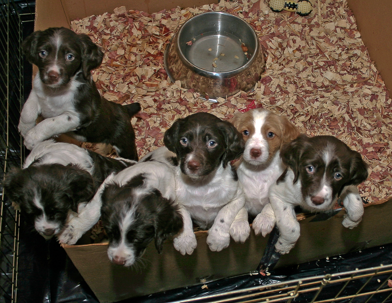 Maddie's First Litter