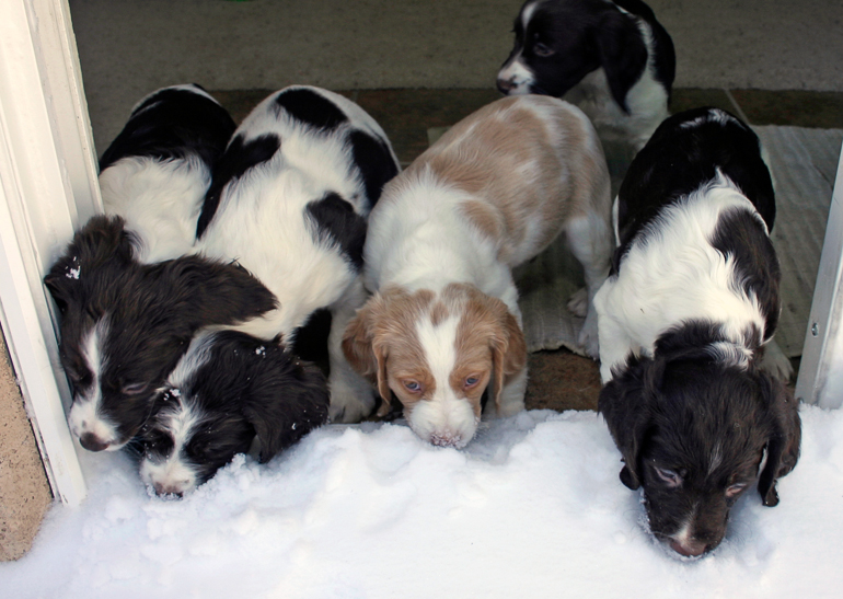 Maddie's First Litter