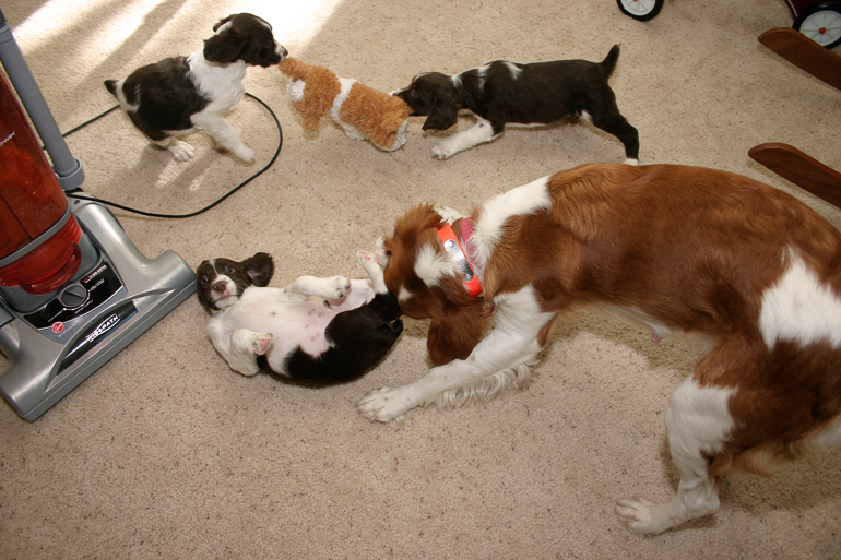 Maddie's First Litter
