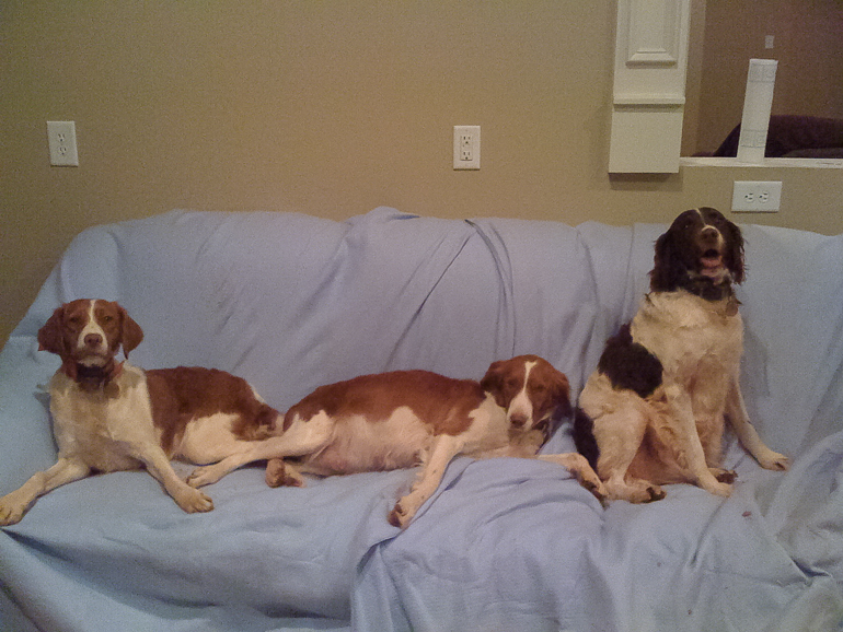 Copper, Maddie (about to burst with puppies) & Kelly